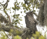 Great Horned Owl 