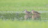 Short-billed Dowitcher