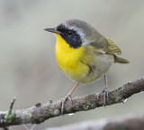 Common Yellowthroat