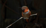 Allens hummingbird