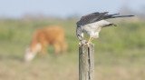 White tailed Hawk