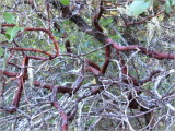 Madrone