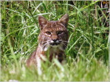 Bobcat