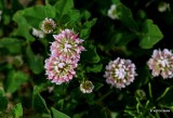 Basterdklaver - Trifolium hybridum.JPG