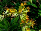 Gulden sleutelbloem - Primula veris .JPG