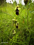 Vliegenorchis - Ophrys insectifera.JPG