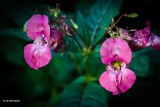 Reuzenbalsemien - Impatiens glandulifera.JPG