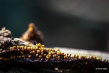 Slime molds