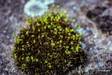 Mosses