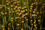 Gewoon haarmos - Polytrichum commune.JPG