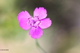 Steenanjer - Dianthus deltoides.JPG