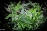 Gewone smeerwortel - Symphytum officinale.JPG