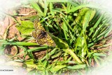 Veldparelmoervlinder - Melitaea cinxia.JPG
