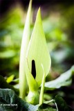 Gevlekte aronskelk - Arum maculatum.JPG