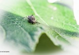Insects