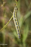 Butterflies - Caterpillars