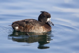 Tufted Duck (f.)