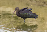 Puna Ibis