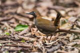Black-faced Antthrush
