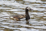 Long-tailed Duck (m.)