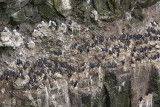 Sea Birds colony