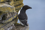 Razorbill