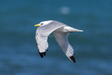 Black-legged Kittiwake  