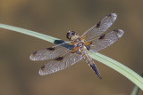 Libellula quadrimaculata (f.)