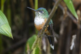 Violet-tailed Sylph (m.)