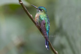Long-tailed Sylph (f.)