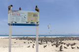 Sea birds colony 