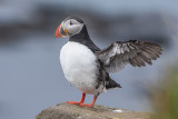Alcidae