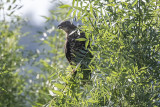 Accipitridae 1