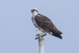 Pandionidae