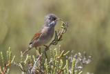Spectacled Warbler (m.)