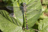 gomphidae