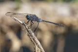 libellulidae1