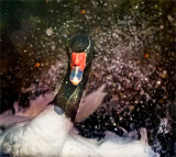 Having a Splashing Time.jpeg