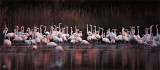 Flamingos at Dusk.jpg