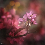Blossom.jpg