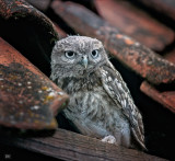 Little Owl .jpg