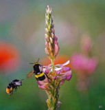 Busy Bees.jpg