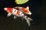 Learning About Koi Fish