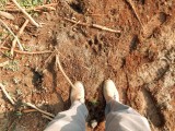 Tiger track, India (2018)