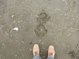 Hippo tracks, Masai Mara (2018)