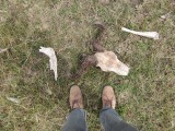 Bones, Masai Mara (2018)