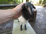 Sheep, Central Park Zoo