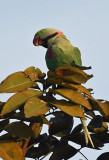 Alexandrine parakeet