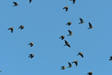 Wood pigeon
