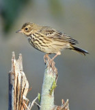 Tree pipit